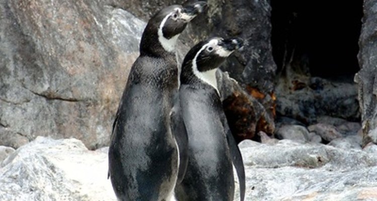 ¿Cómo respiran los pingüinos debajo del agua?