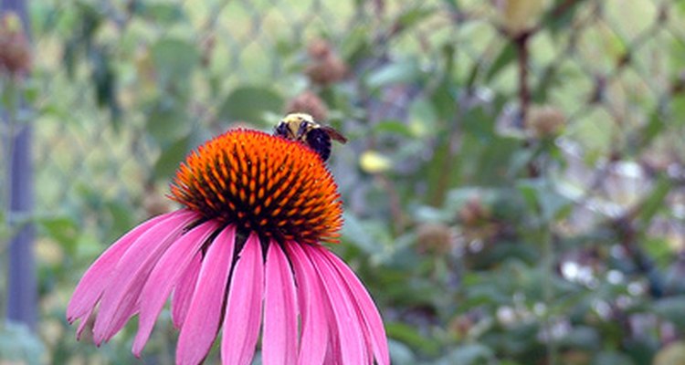 Una abeja polinizando una flor cónica.