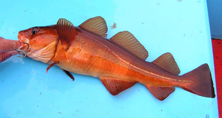 There are several different types of cod, including red cod and rock cod.