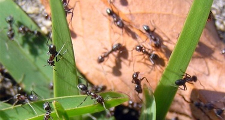 Las hormigas son criaturas fascinantes de observar.