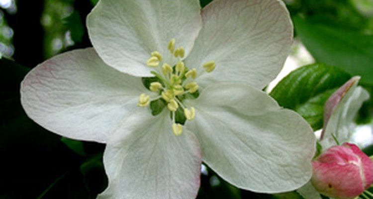 El azahar es la flor del estado de Florida, que es nativa del sudeteste asiático.