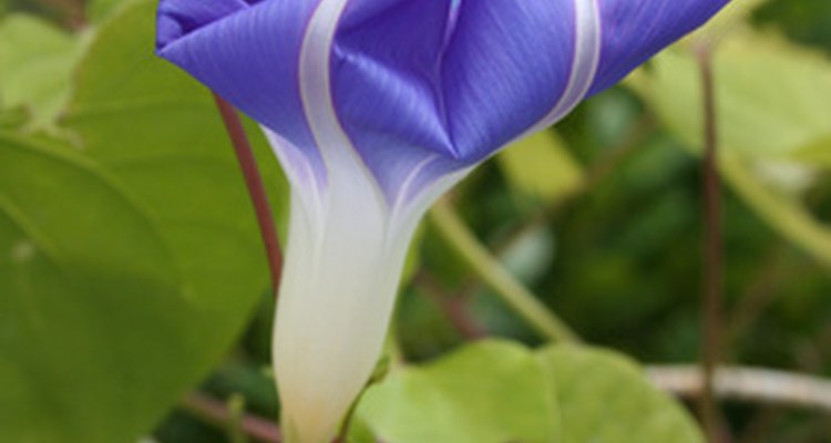 La flor de Morning Glory va desde el color celeste hasta el púrpura.