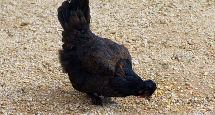Galos da raça polonesa-preta são aves ornamentais
