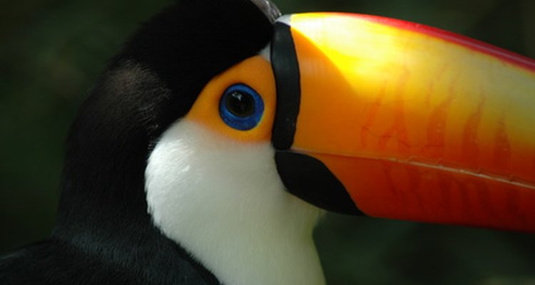Toucans are among the many bird species losing their homes in the rainforest.