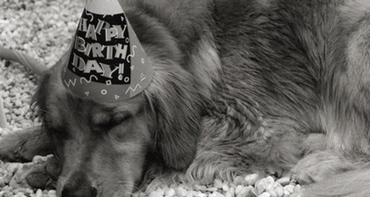 El cumpleaños del perro.