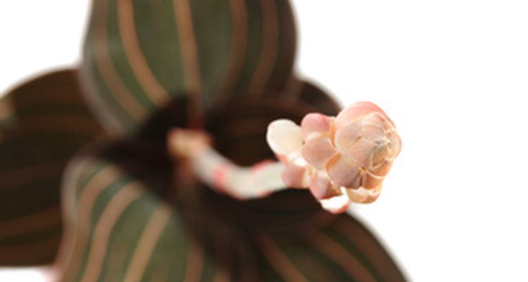 El Ludisia discolor es una variedad de orquídea joya.