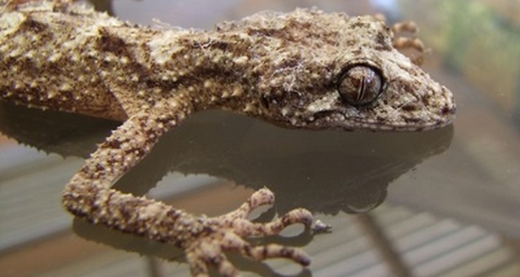 Las tiendas de mascotas venden una variedad de geckos diferentes.