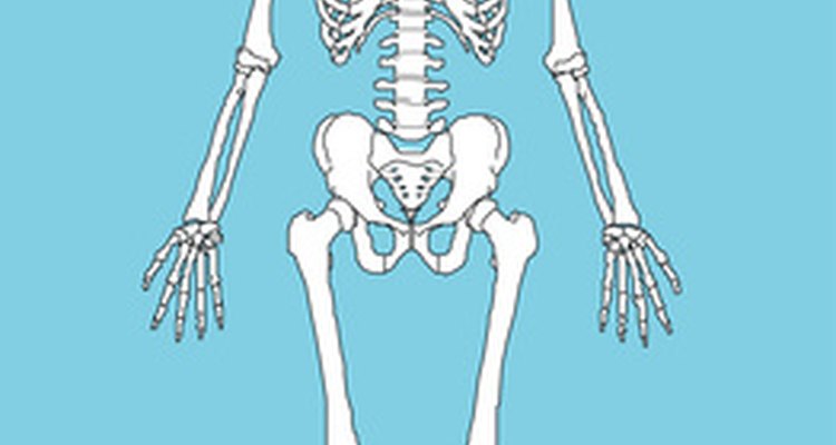 El esqueleto humano proporciona la forma al cuerpo.
