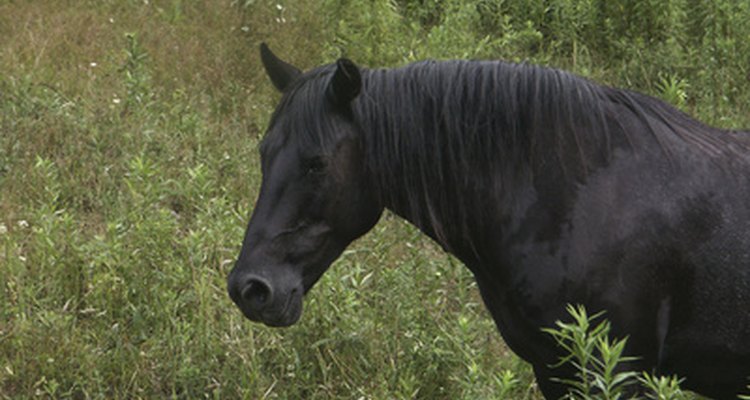 Una granja pequeña adecuadamente mantenida te permite criar animales saludables, como por ejemplo caballos.