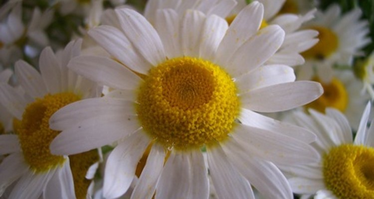 El centro de la flor es llamada disco central, el cual tiene muchos ramilletes.