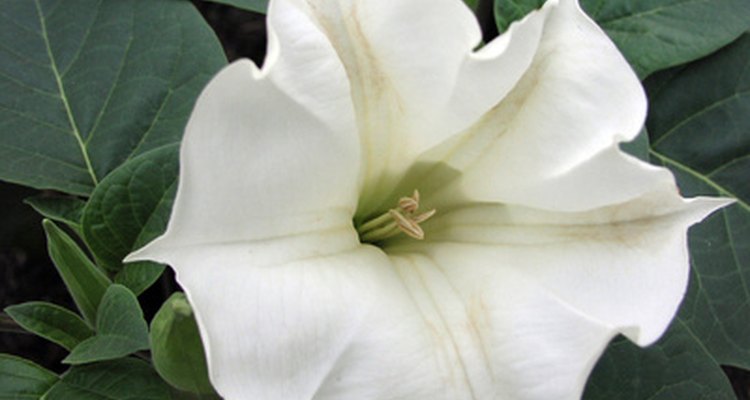 As flores brancas da dama-da-noite são uma excelente opção para jardins noturnos