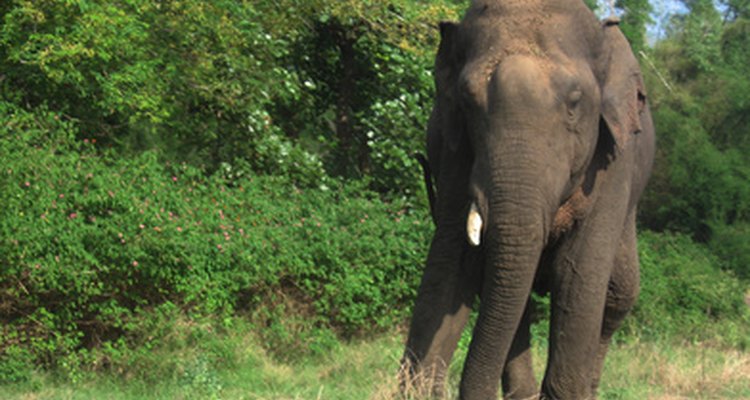 El elefante africano es considerado una especie en peligro de extinción.