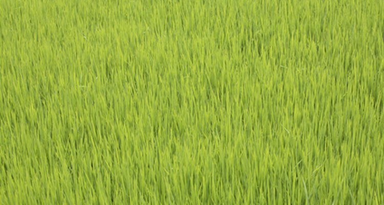 ¿Qué herramientas se usan para obtener arroz de los campos y llevarlos a las tiendas?