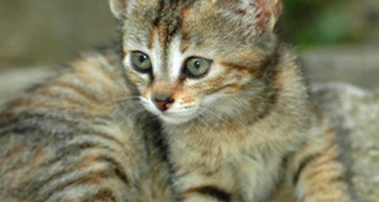 Brittle bone disease occurs in kittens