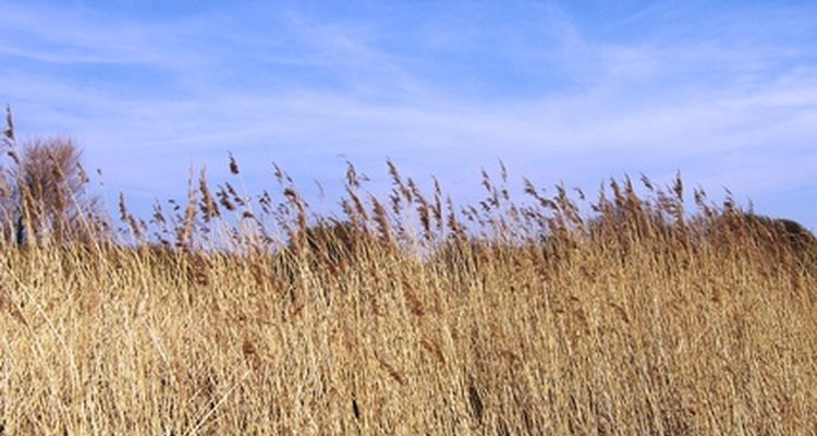 Corn is a well used ingredient in many of its forms.