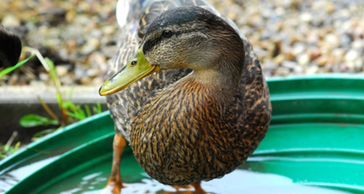 how-big-does-a-pond-have-to-be-for-ducks