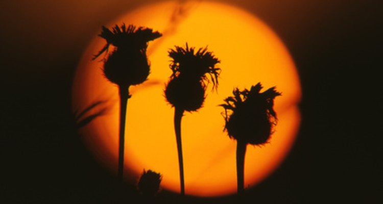 The hardiness of the plant is legendary.