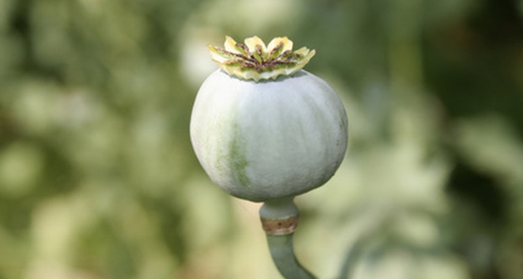 The opium poppies' seed pods, not their flowers, make them undesirable.