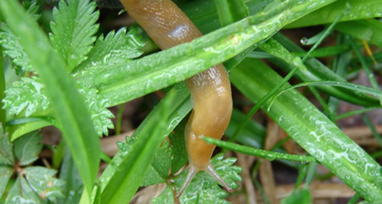 Clearing debris away will eliminate slug hiding places.