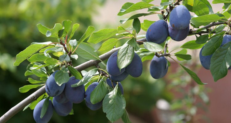 Damson plums are prone to several diseases.
