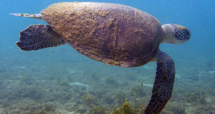 Las extremidades largas y planas ayudan al movimiento de las tortugas marinas en el agua.