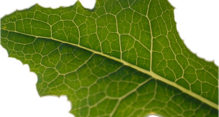 A clorofila é responsável pela cor verde das folhas
