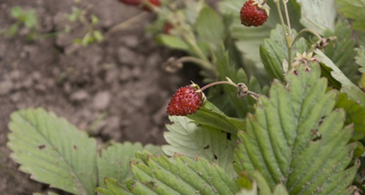 Ants like sweet strawberries.
