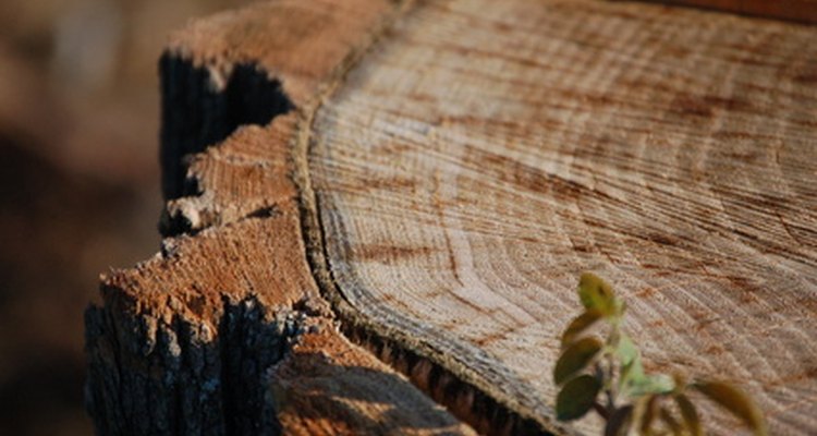 Los anillos de los troncos indican las capas del crecimiento de la madera.