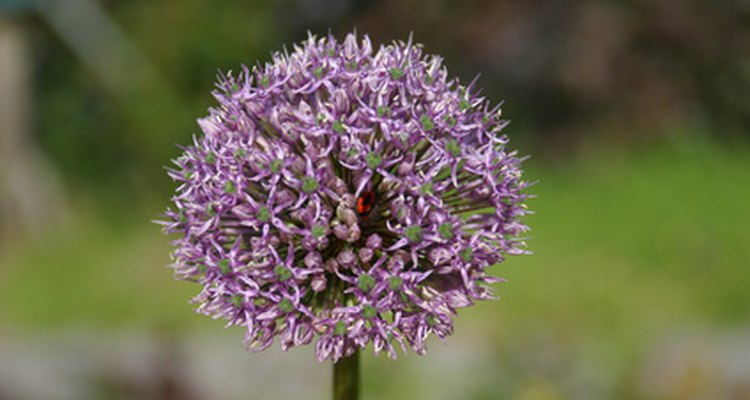 Alliums form rounded flowerheads on tall stems.