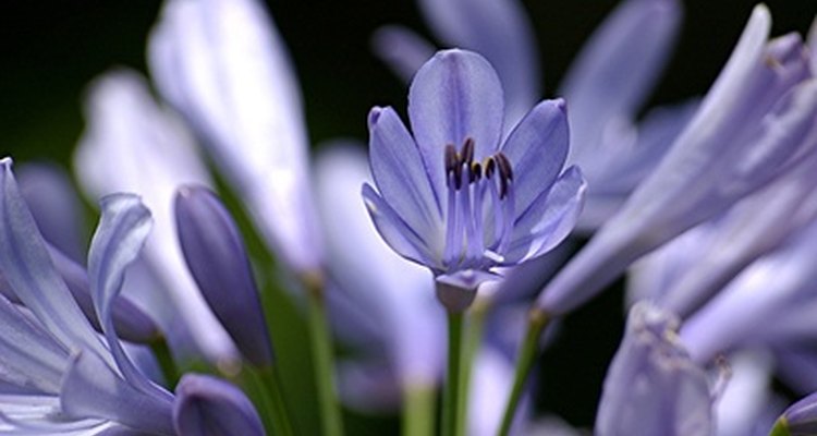 Agapanthus plants need well-drained soil to stay healthy.