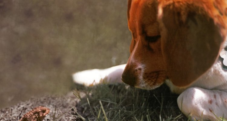 Os beagles são cães naturalmente curiosos