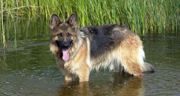 This dog has the thick-body bone structure of the Alsatian.