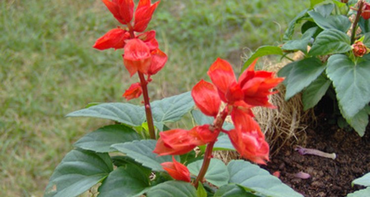 Los tallos de algunas variedades pueden tener tan sólo algunas flores.