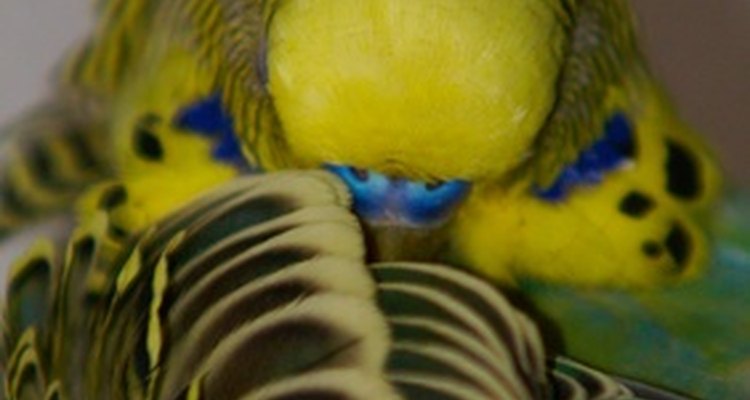A los periquitos australianos les terminan de crecer todas las plumas a las siete semanas de edad.