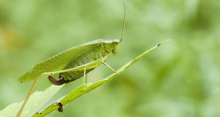 Katydids are related to crickets and grasshoppers.