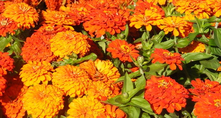 Mother chrysanthemums grow wild along the Yangtze River.
