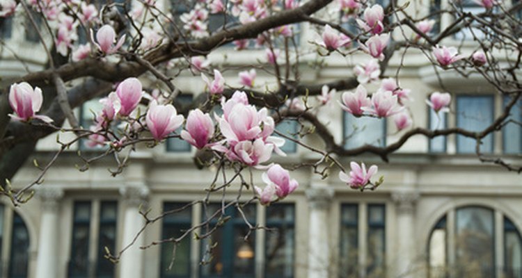 Los árboles de magnolias pueden producir problemas en los cimientos de las casas.