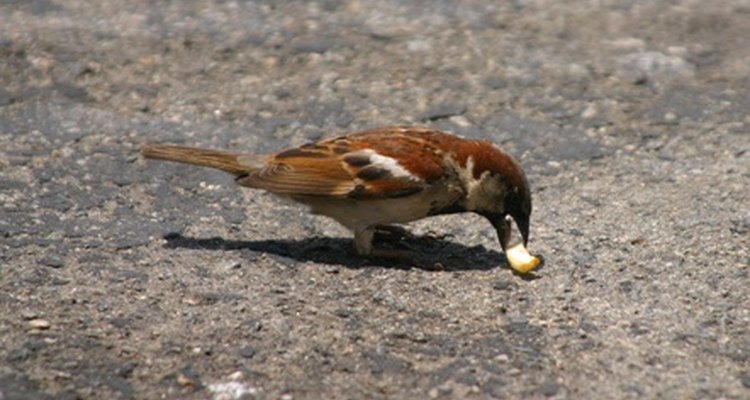 Clean bird poop from your outdoor flagstone with washing soda.