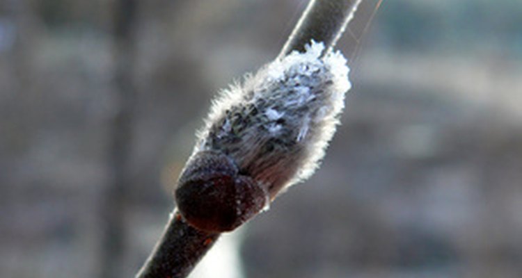 Salix caprea pendula is susceptible to leaf spot and rust.