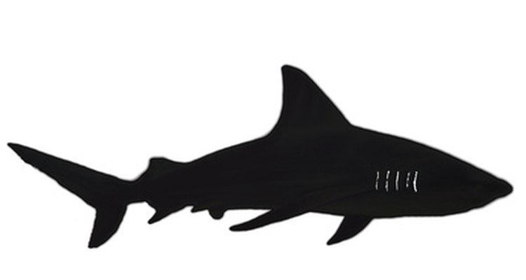 A shark has many fins and an oval body shape.