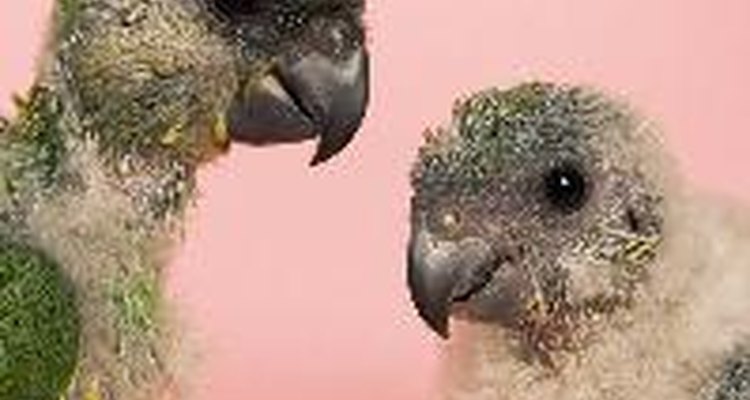 Baby parrots in particular need extra heat to be healthy.