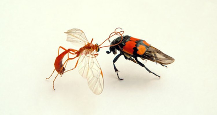 Los ciclos de vida de los insectos muestran una variación extrema.