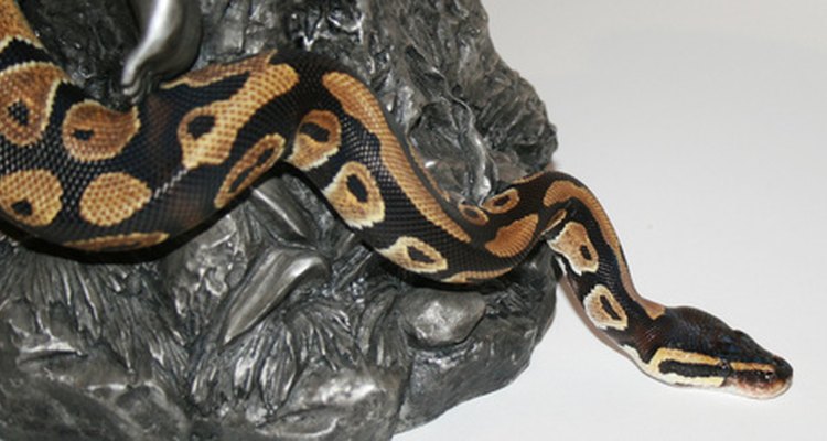 Las serpientes pitón generalmente tienen puntos negros además de grandes trozos de piel negra.