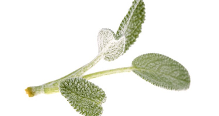 La salvia blanca es un limpiador muy utilizado por los nativos norteamericanos.