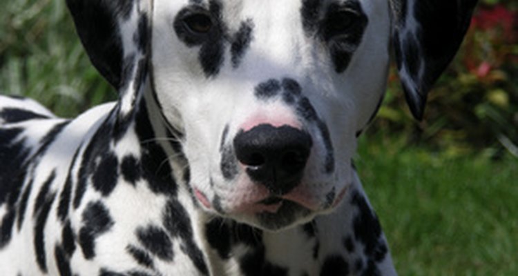 Dalmatian