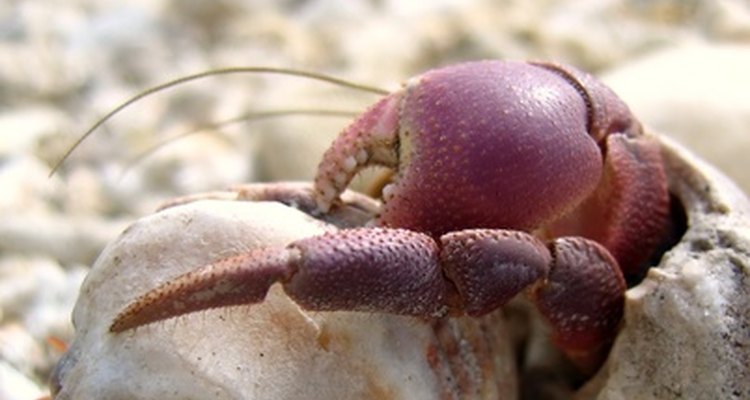 Los cangrejos ermitaños son artrópodos.