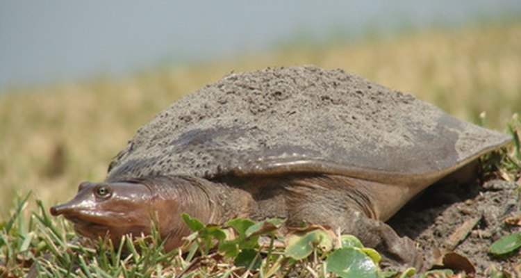 How To Tell If A Soft Shell Turtle Is A Male Or Female 