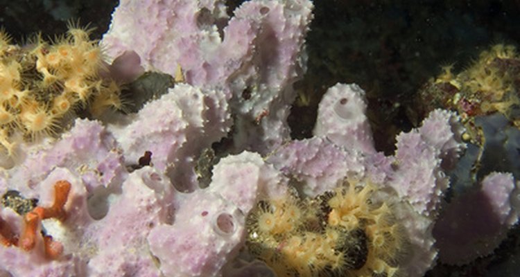 Use tissue paper to make models of coral.