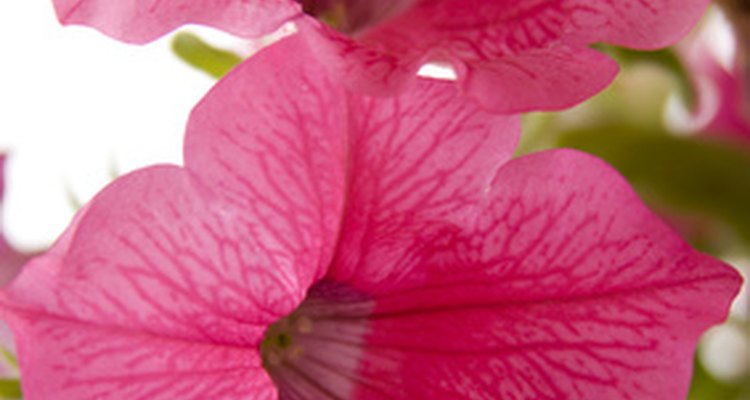 Las petunias son resistentes para soportar el calor del sol.