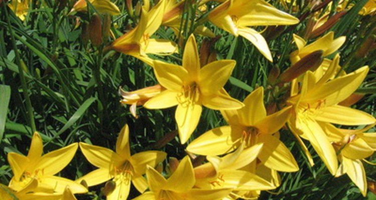 Los lirios son una flor abundante en la familia de las liliáceas.